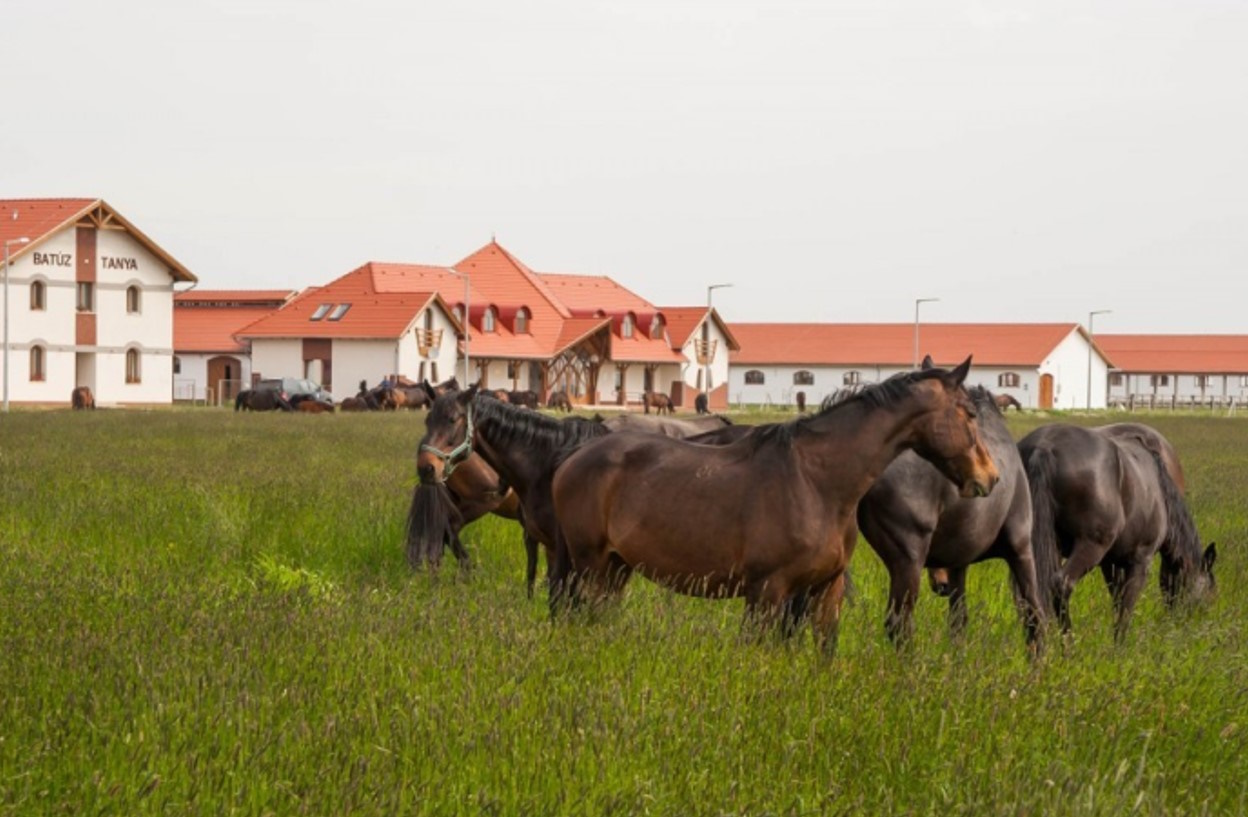 31. kép A Furioso-North Star ménes háttérben a Batúz-tanyával.jpg